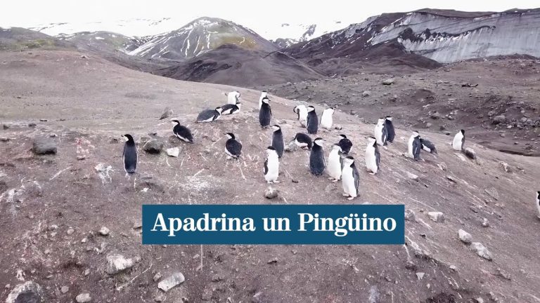Campaña antartica apadrina un pinguino